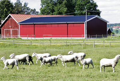 Fårstallar | BORGA